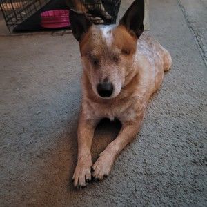 Meet your Posher, Posh